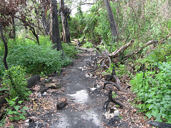 Florida boardwalk after fire alignment resized 600