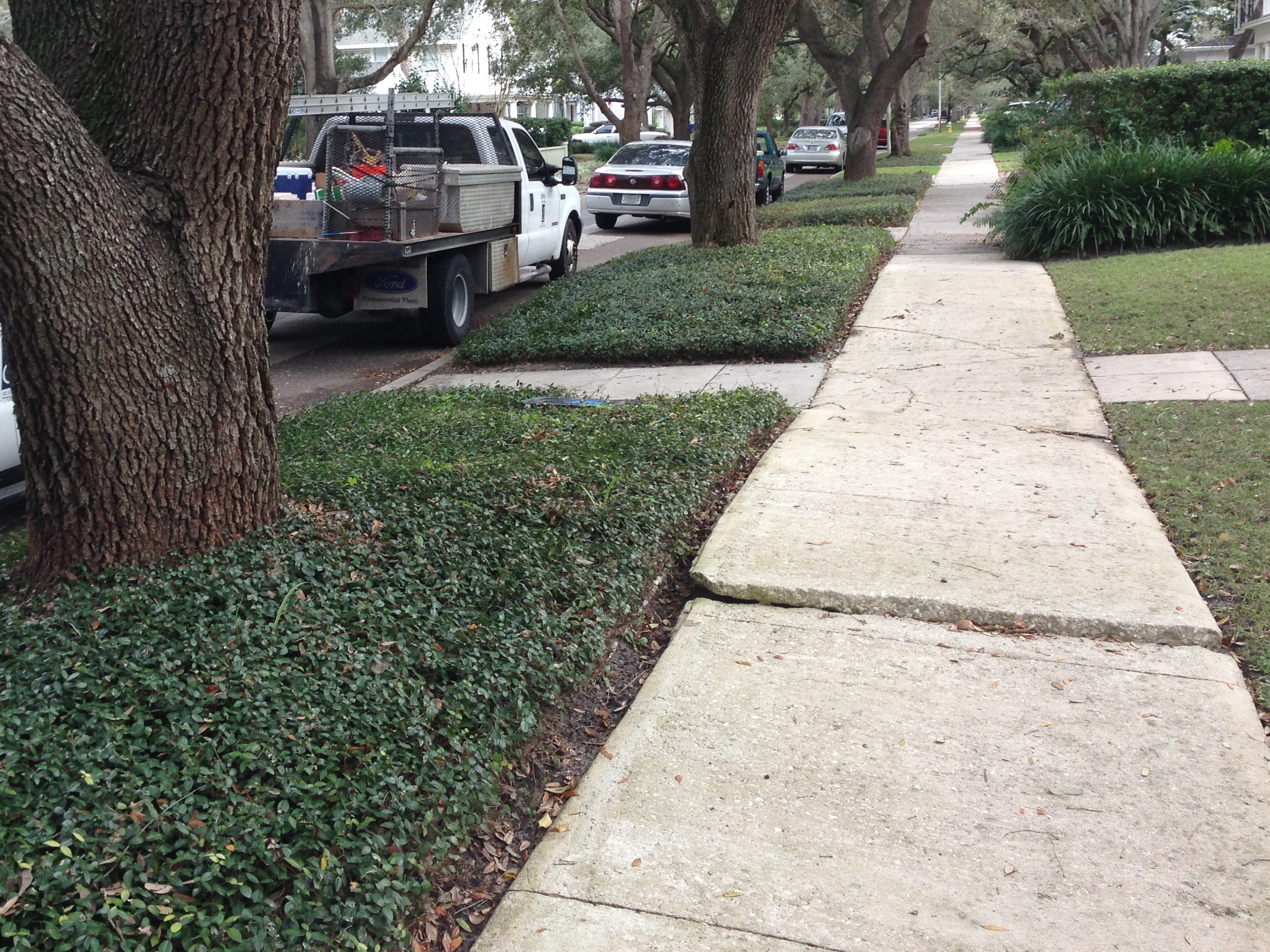 Cracking Sidewalk Tampa 2