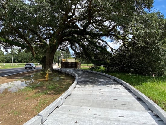 Main Street Tree Root Crossing