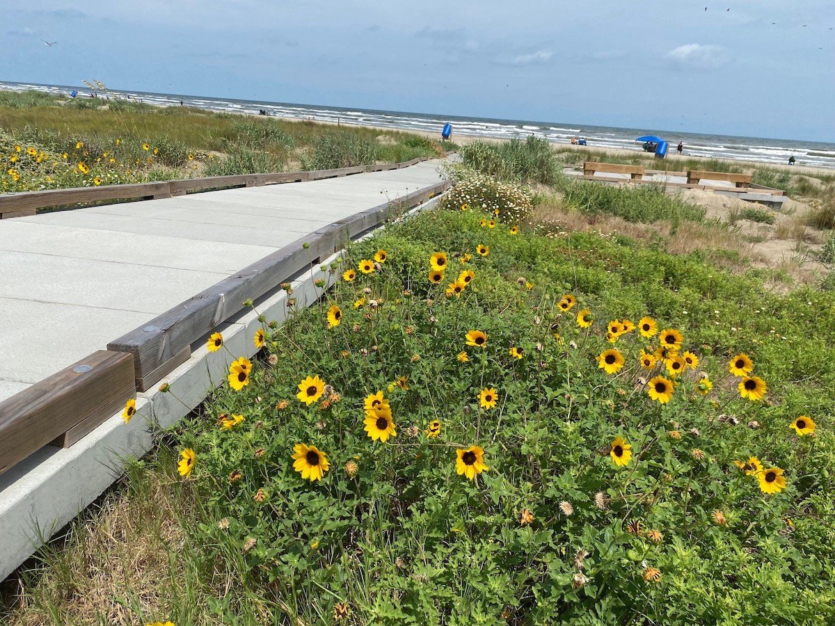 galveston island state park dune crossing