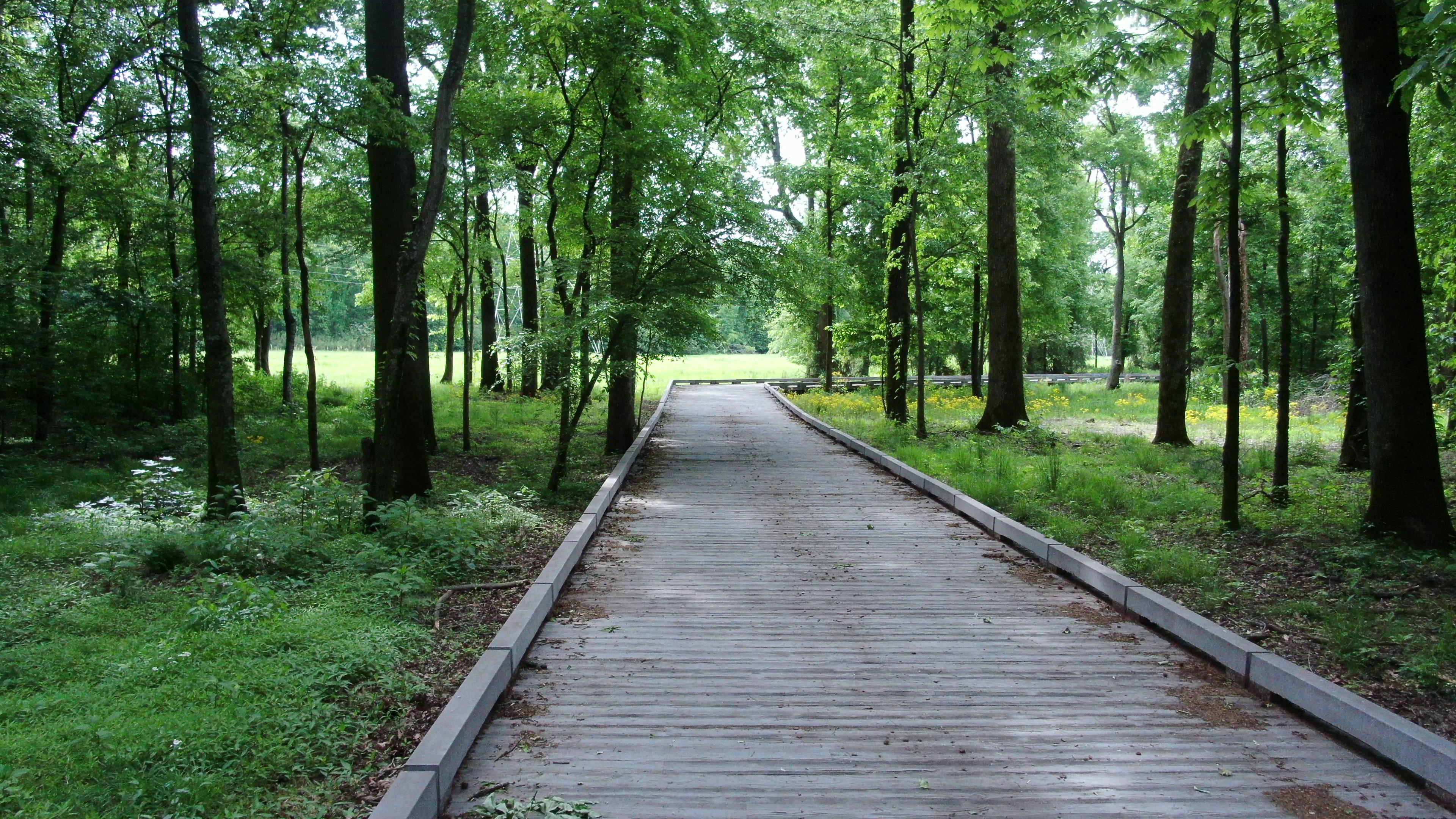 Wolf River Boardwalk